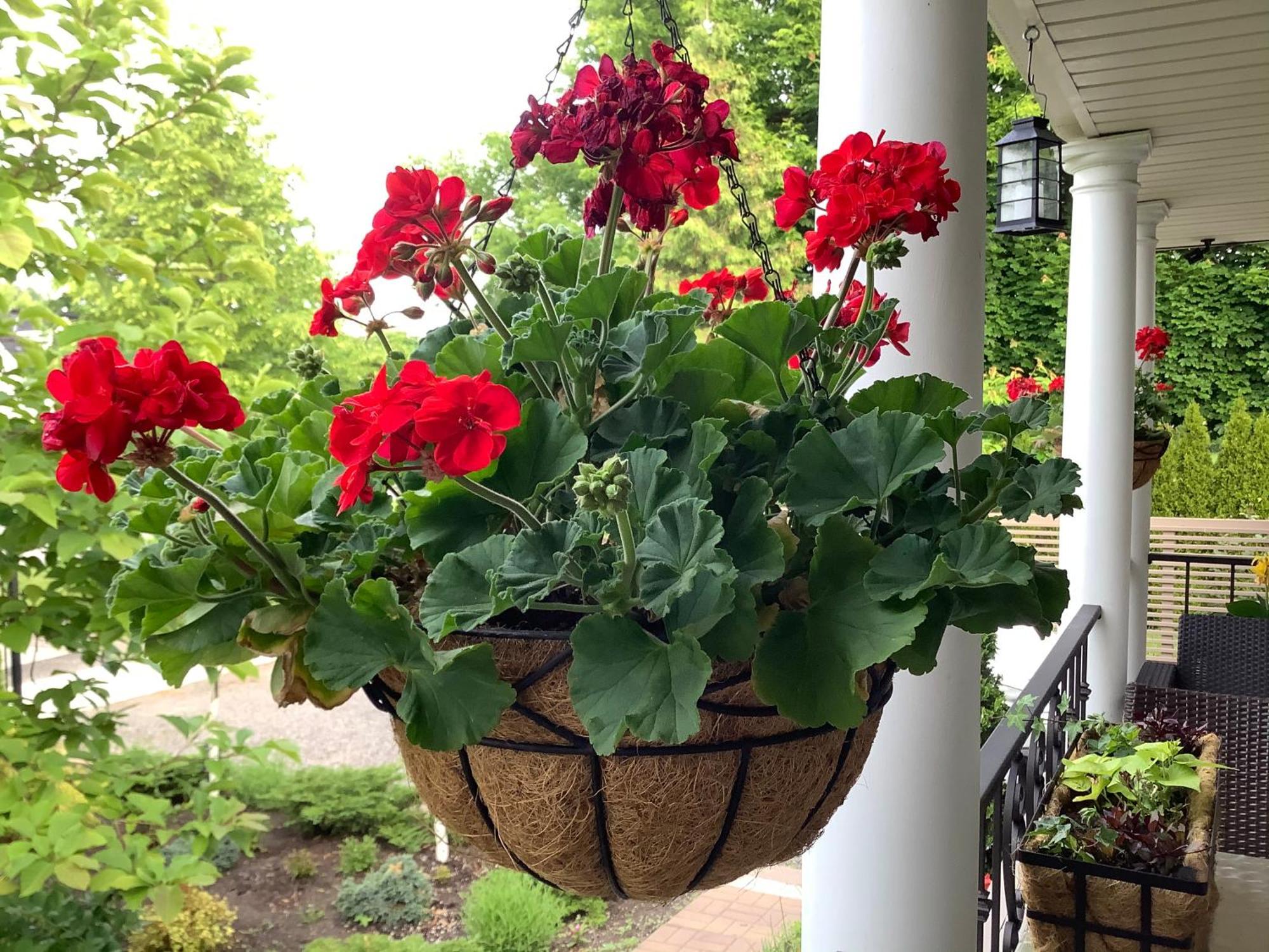 Bed and Breakfast Via Veneto - Old Town Niagara-on-the-Lake Exteriér fotografie