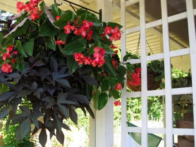 Bed and Breakfast Via Veneto - Old Town Niagara-on-the-Lake Exteriér fotografie