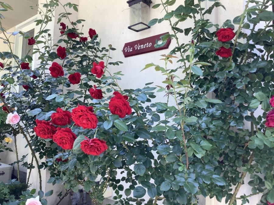 Bed and Breakfast Via Veneto - Old Town Niagara-on-the-Lake Exteriér fotografie